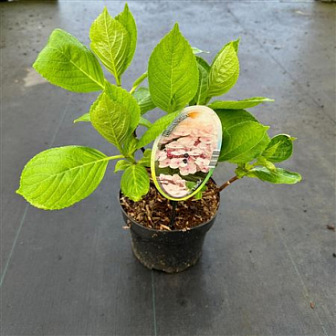 Hydrangea Ma Libelle
