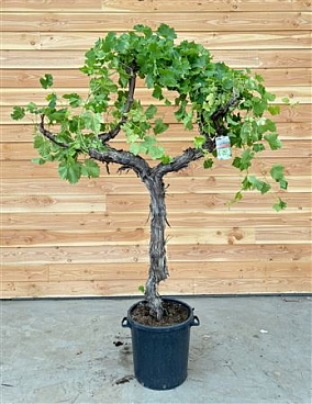 Vitis Vinifera On Stem