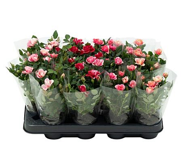 Rosa Mix