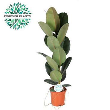 Ficus El Robusta 1pp