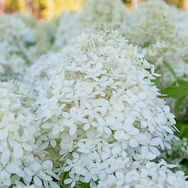 Гортензия метельчатая Роял Флауер в тубе