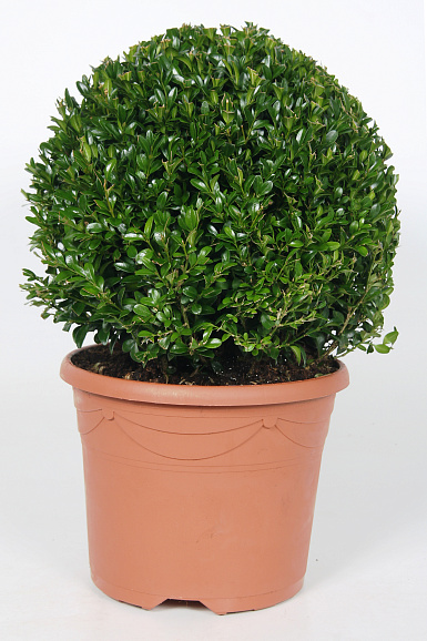 Самшит вечнозеленый Арборесценс (шар)