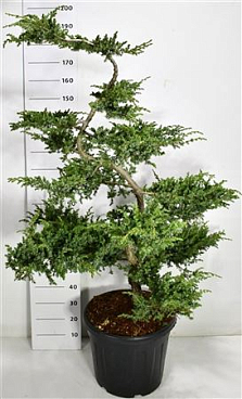 Juniperus Conf Schlager
