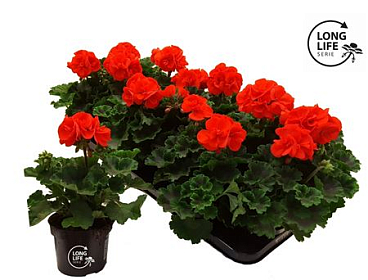 Pelargonium Zon Orange (longlife)