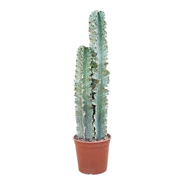 Euphorbia Eritrea Marmorata