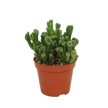 Crassula Trompet