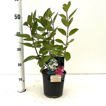 Hydrangea Pan Pink Diamond