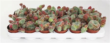 Sempervivum Ciliosum