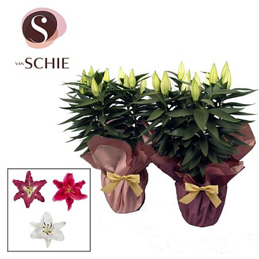 Lilium Or Mix 5pp Rondella Blush