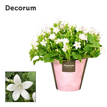 Campanula Porto White (decorum)