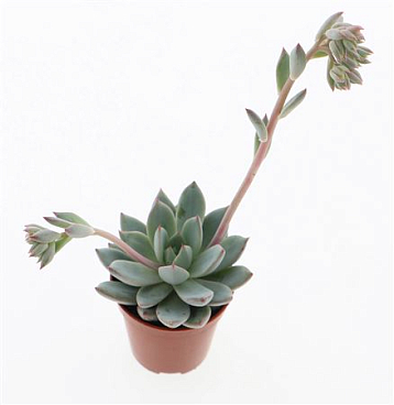 Echeveria Yummie