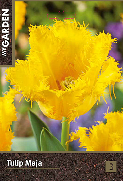 Тюльпан фр Майя