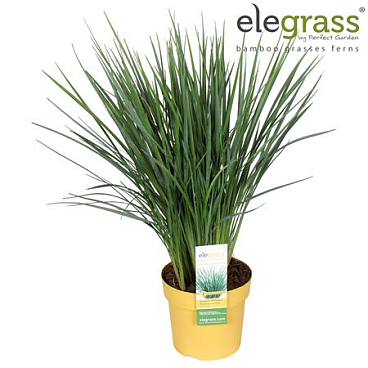 Dianella Coolvista