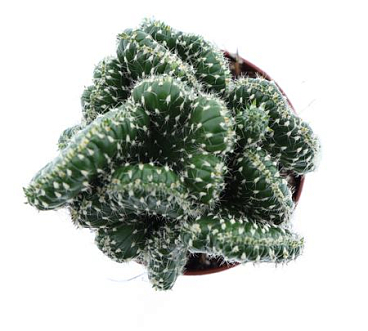 Opuntia Cylindrica Cristata