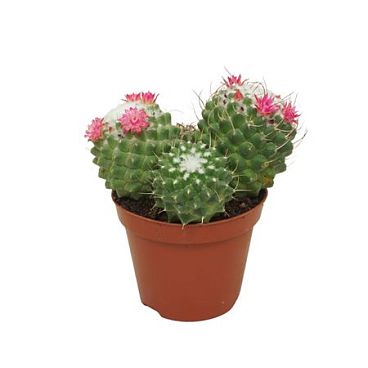 Mammillaria Toluca Flowering