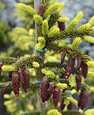 Ель восточная Ауреоспиката