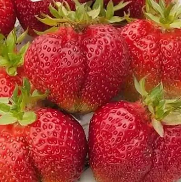 Земляника Богема