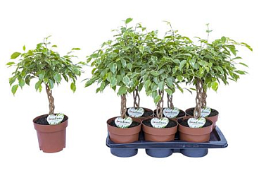 Ficus Be Safrana Twisted Stem
