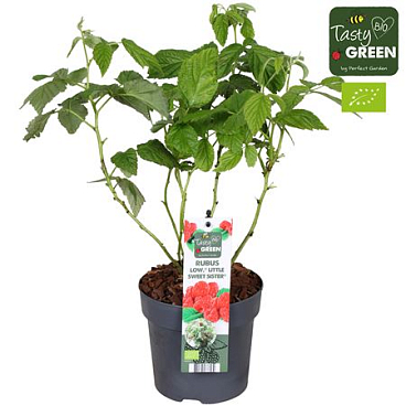 Rubus Low Little Sweet Sister Bio Potcover