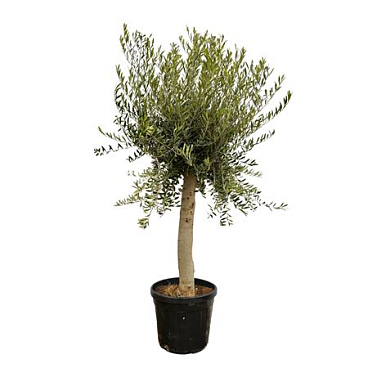 Olea Europaea Lorc