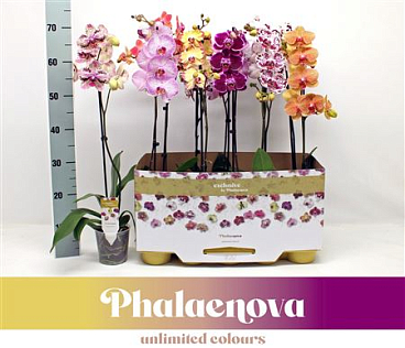 Phal 1st Taiwan Mix 9+ (phalaenova)