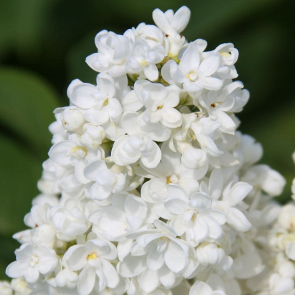 Сирень обыкновенная Сент Маргарет в тубе