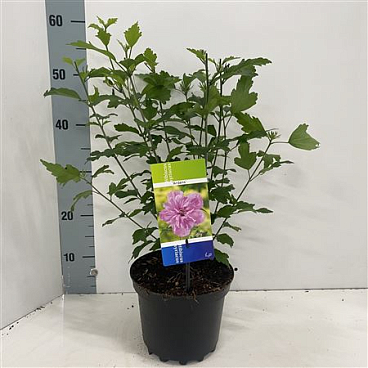 Hibiscus Syr Ardens