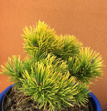 Сосна горная Литтл Голдстар