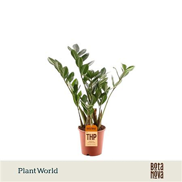 Zamioculcas 3-4