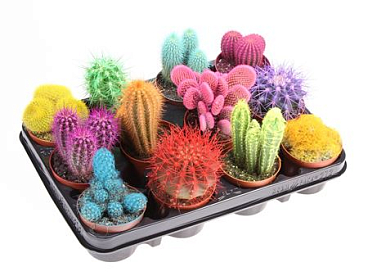 Cactus Rainbow Mix