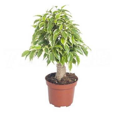 Фикус бенжамина Кинки в джуте