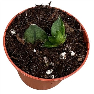 Sansevieria Pyramid