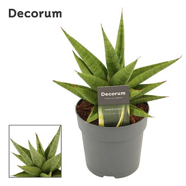 Sansevieria Snow Lotus Crown (decorum)