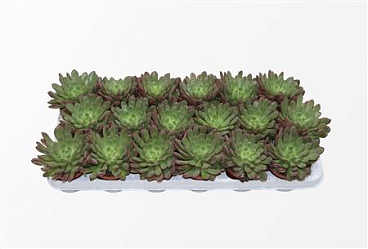 Граптоверия Башфулл