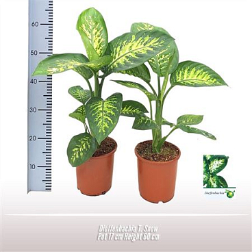 Dieffenbachia Tropic Snow