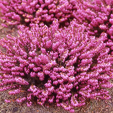 Эрика травяная Атрорубра