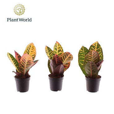 Codiaeum Petra (decorum)