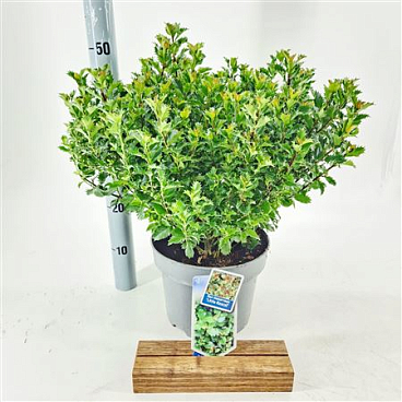 Ilex Mes Little Rascal