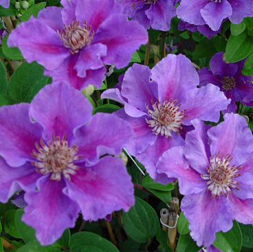 Клематис гибридный Ашва