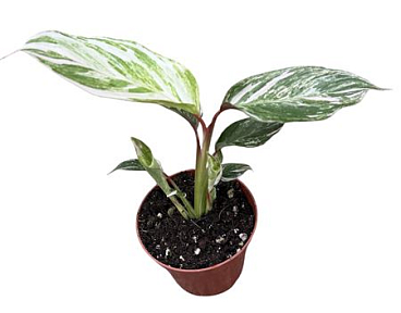Calathea Glaza
