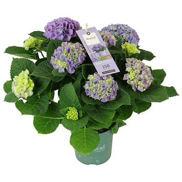 Hydrangea Ma Magical Evolution Blue 5+