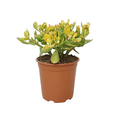 Crassula Sunset 24 Cm