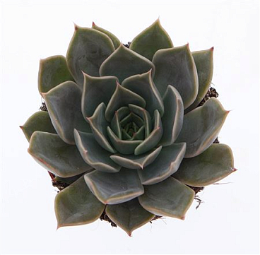 Echeveria Starlight