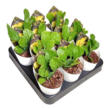 Opuntia Brasiliensis Potcover
