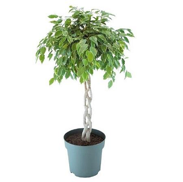 Ficus Be Golden King Twisted Stem