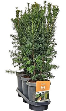 Taxus Media Hicksii (hedgeline)