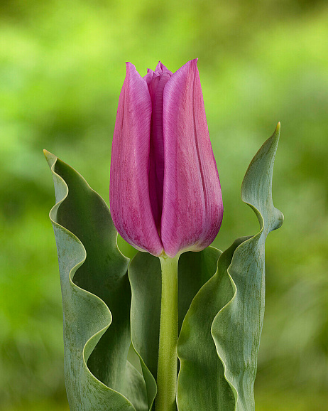 Тюльпан триумф Пассио Мистик