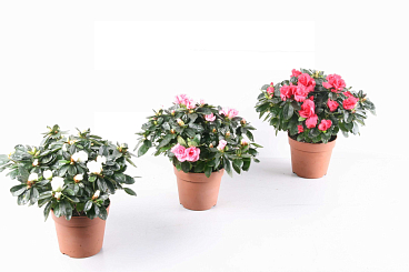 Азалия индика Микс