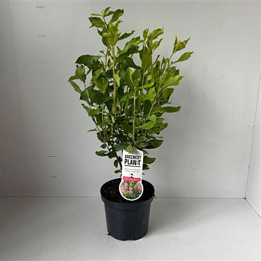 Clethra Alnifolia Ruby Spice