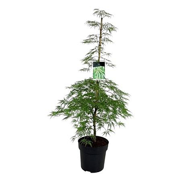 Acer Palm Dissectum